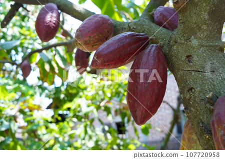 Young brown cocoa hang from the branches of a tree. 107720958