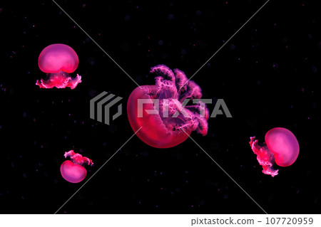 macro photography underwater rhizostoma luteum jellyfish 107720959
