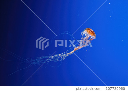 macro photography underwater northern sea nettle or brown jellyfish jellyfish macro photography underwater northern sea nettle or brown jellyfish jellyfish 107720960