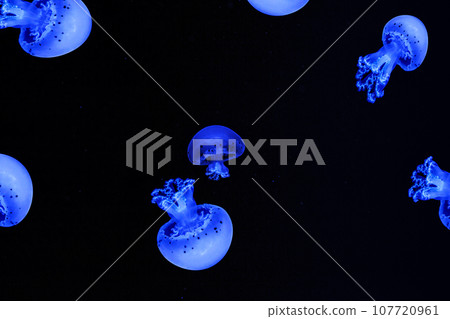 Shooting macro Jellyfish Spotted Lagoon underwater Shooting macro Jellyfish Spotted Lagoon underwater 107720961