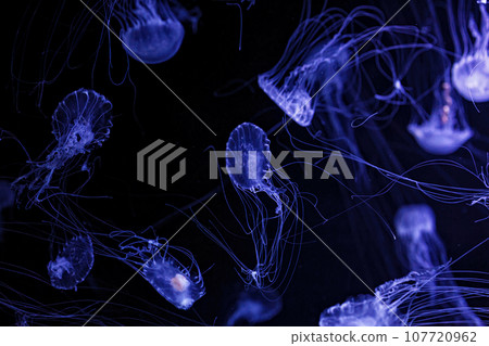 Macro shot of Chrysaora quinquecirrha underwater 107720962