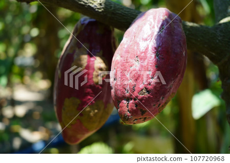 Young brown cocoa hang from the branches of a tree. Young brown cocoa hang from the branches of a tree. 107720968