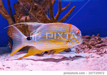 Underwater shot of fish Symphorichthys spilurus Underwater shot of fish Symphorichthys spilurus 107720972