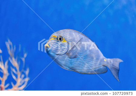 Underwater shot of fish Acanthurus mata Underwater shot of fish Acanthurus mata 107720973