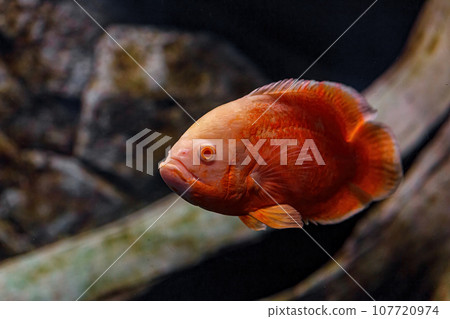 Underwater photography of Oscar fish (fish) Underwater photography of Oscar fish (fish) 107720974