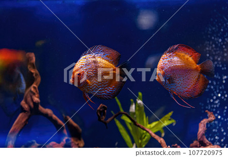 Underwater shot of Symphysodon fish 107720975