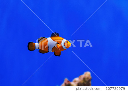 Underwater shot of fish Amphiprion ocellaris Underwater shot of fish Amphiprion ocellaris 107720979