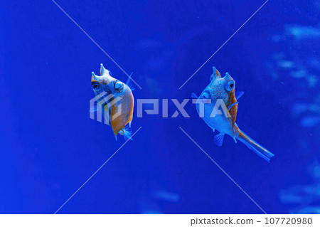 Underwater shot of fish Lactoria cornuta 107720980
