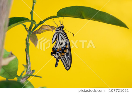 Swallowtail swallowtail emergence 107721031