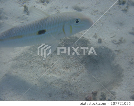 Mulloidichthys flavolineatus swimming in the sand of the sea 107721035