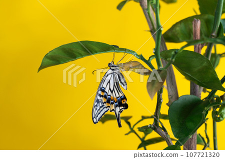 Swallowtail swallowtail emergence 107721320