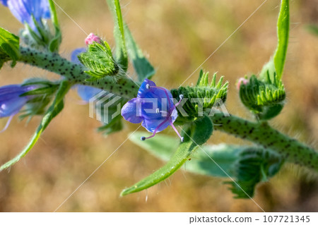 Echium vulgare Wildflower in Belgian Meadow Echium vulgare Wildflower in Belgian Meadow 107721345