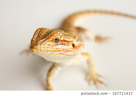 Bearded dragon, pogona vitticeps, isolated on white background, Tiger Pattern Morphs. Professional studio macro photography on isolated white background Bearded dragon, pogona vitticeps, isolated on white background, Tiger Pattern Morphs. Professional studio macro photography on isolated white background 107721437