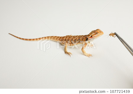 Bearded dragon, pogona vitticeps, isolated on white background, Tiger Pattern Morphs. Professional studio macro photography Feeding a lizard grasshoppers and crickets using metal tweezers. Bearded dragon, pogona vitticeps, isolated on white background, Tiger Pattern Morphs. Professional studio macro photography Feeding a lizard grasshoppers and crickets using metal tweezers. 107721439