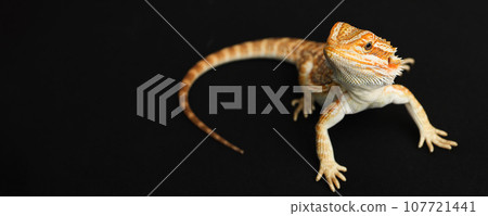 Bearded dragon, pogona vitticeps, isolated on black background, Tiger Pattern Morphs. Professional studio macro photography on isolated white background. Banner. 107721441