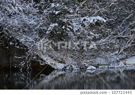 A white forest above the water covered with snow A white forest above the water covered with snow 107721443
