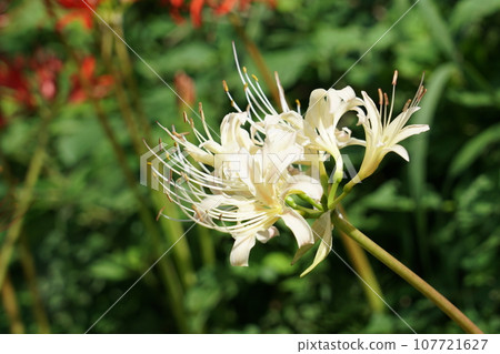 White cluster amaryllis White cluster amaryllis 107721627