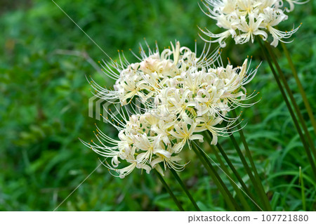白花筍 白花筍 107721880