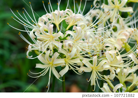 白花筍 白花筍 107721882