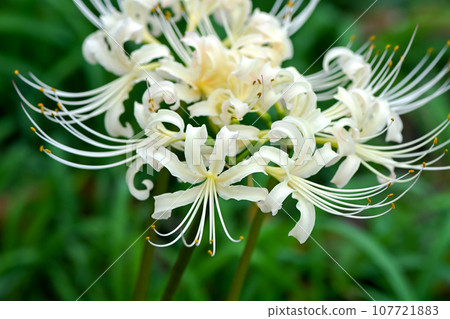 White flower bamboo shoots White flower bamboo shoots 107721883