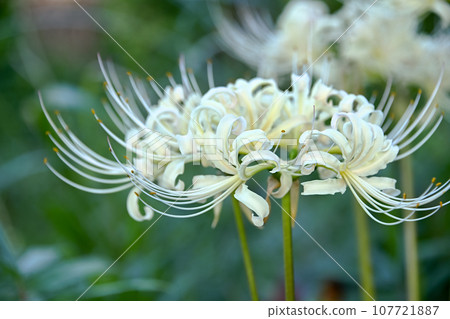 White flower bamboo shoots White flower bamboo shoots 107721887