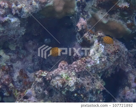 Young southern boxfish (Ostracion cubicus) swimming in the sea Young southern boxfish (Ostracion cubicus) swimming in the sea 107721892