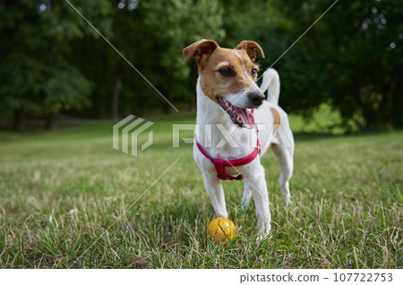 Active dog playing with toy ball on green grass at summer day. Pet walking in park. Jack Russell terrier portrait Active dog playing with toy ball on green grass at summer day. Pet walking in park. Jack Russell terrier portrait 107722753