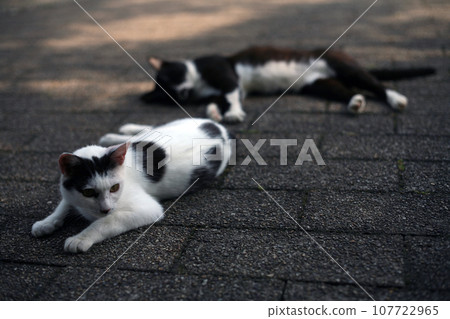 幾隻流浪貓躺著 107722965