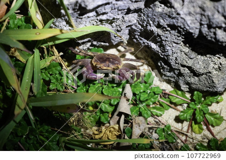 A black crab (Geograpsus grayi) that I encountered on a rocky shore at night, where plants grow. A black crab (Geograpsus grayi) that I encountered on a rocky shore at night, where plants grow. 107722969