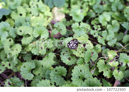 Plum edashaku in the grass 107722995