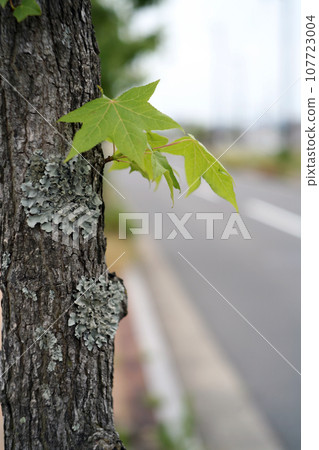 Street tree sprout 107723004