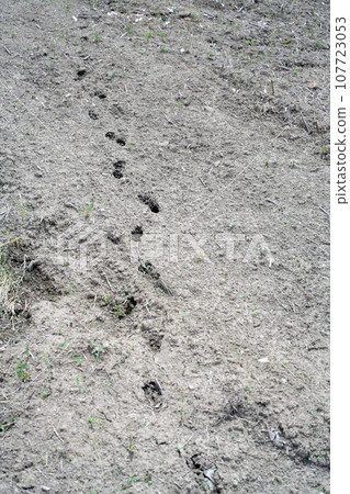 Footprints of wildlife Footprints of wildlife 107723053
