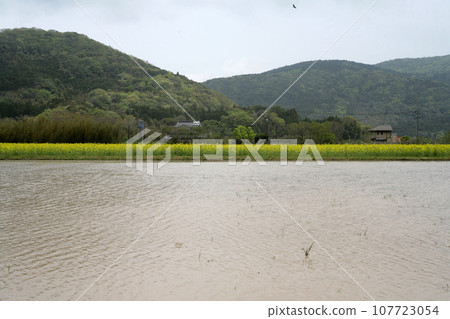 Paddy fields and Japanese dragonfly waiting for rice planting Paddy fields and Japanese dragonfly waiting for rice planting 107723054