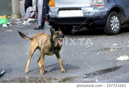 aggressive malinois in city aggressive malinois in city 107723262