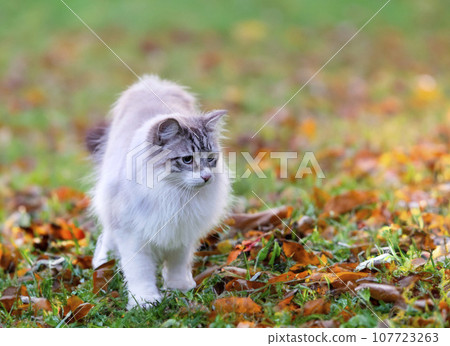 birman cat in nature birman cat in nature 107723263