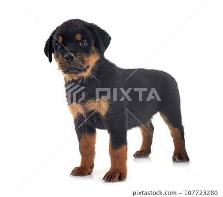 puppy rottweiler in studio 107723280