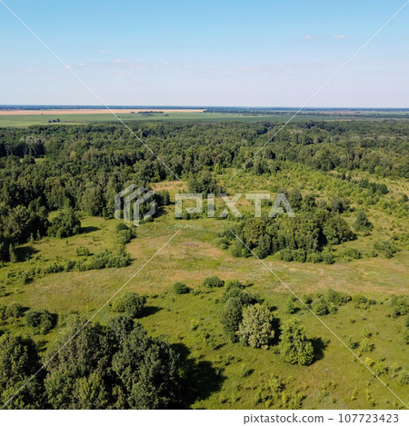 Small green grove, aerial view. Trees in a young forest, landscape. Small green grove, aerial view. Trees in a young forest, landscape. 107723423