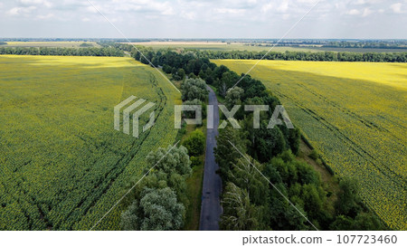 A narrow road between two sunflower fields. Trees grow on both sides of the road, landscape. A narrow road between two sunflower fields. Trees grow on both sides of the road, landscape. 107723460