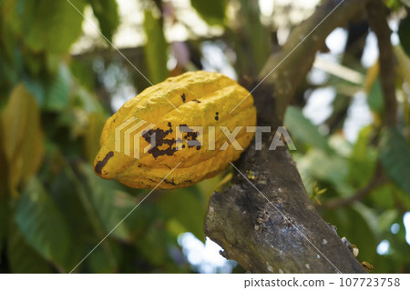 Ripe yellow cocoa hang from the branches, a harbinger of chocolate to come Ripe yellow cocoa hang from the branches, a harbinger of chocolate to come 107723758