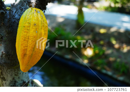 Ripe yellow cocoa hang from the branches, a harbinger of chocolate to come 107723761