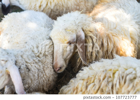 Sleepy sheep has a nap on a sunny day Sleepy sheep has a nap on a sunny day 107723777