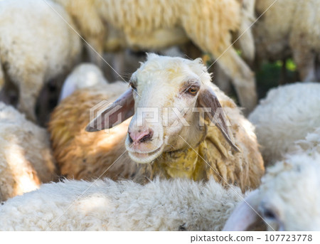 Sleepy sheep has a nap on a sunny day Sleepy sheep has a nap on a sunny day 107723778
