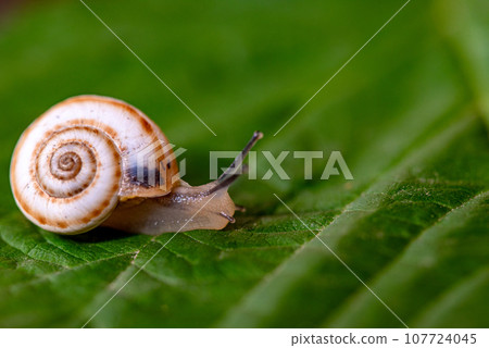 Garden Snail on Green Leaf Garden Snail on Green Leaf 107724045