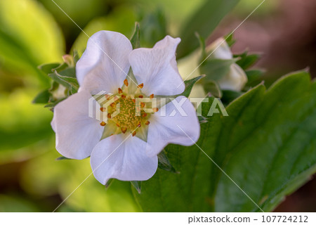 White Strawberry Flower Close up White Strawberry Flower Close up 107724212