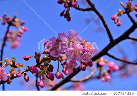 A row of cherry blossom trees on the Fujiwarakyo Bridge in the Asuka River (Kawazu Sakura) A row of cherry blossom trees on the Fujiwarakyo Bridge in the Asuka River (Kawazu Sakura) 107724329