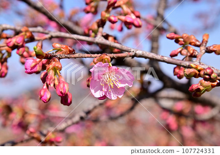飛鳥川的藤原橋上的一排櫻花樹(河津櫻) 飛鳥川的藤原橋上的一排櫻花樹(河津櫻) 107724331