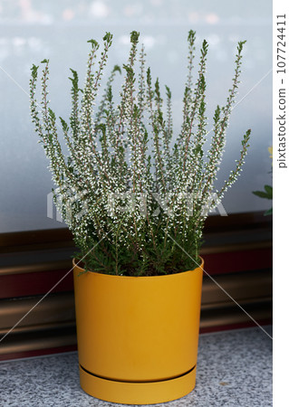 Blooming heather flowers in yellow pot on windowsill on balcony. Autumn floral decoration. Blooming heather flowers in yellow pot on windowsill on balcony. Autumn floral decoration. 107724411