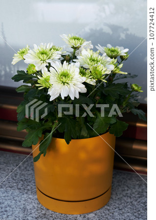 Blooming chrysanthemums on the windowsill. Fall hygge home decor on balcony. 107724412
