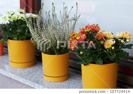 Autumn flowers of heather and chrysanthemums on windowsill on balcony. Floral decoration. 107724414