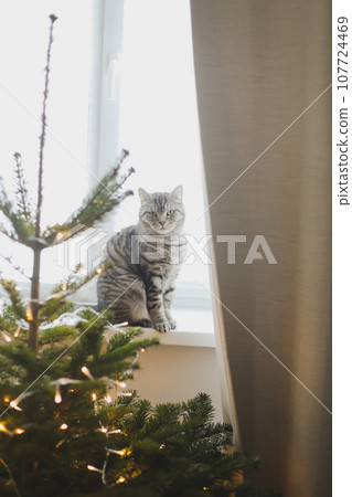 Happy New Year and Merry Christmas concept. Cute cat sitting by christmas tree. Pet and winter holidays. Adorable tabby cat near decorated tree in festive cozy room.  107724469